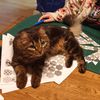 Calico Board Game Boardgamegeek