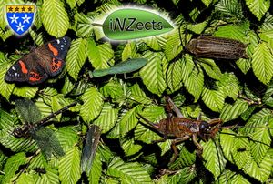 iNZects