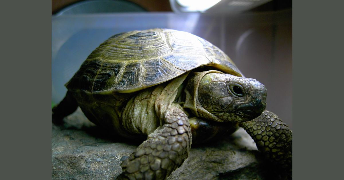 This is Henry, he is a tortoise ... | Joe's Tortoise Blog