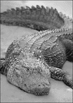 Character: Crocodile/Alligator (Generic)