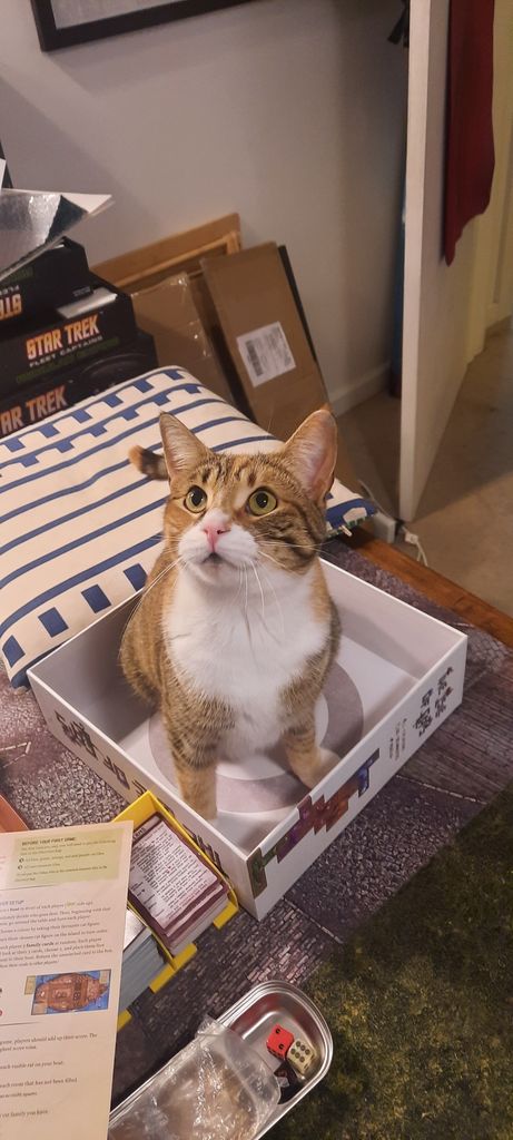 Isle of Cats photo 4