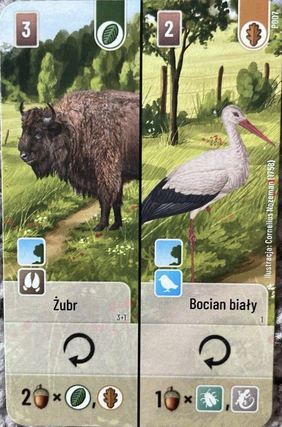 Leśne Rozdanie: Żubr / Bocian biały Promo Card
