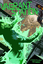 RPG Item: Vagrant Station