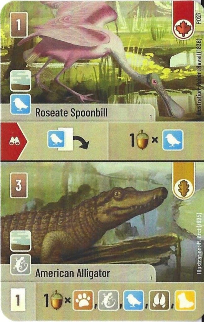 Forest Shuffle: Roseate Spoonbill / American Alligator Promo Card
