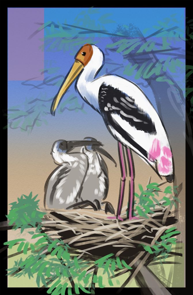 Nature: Flight - Painted Stork Sketch