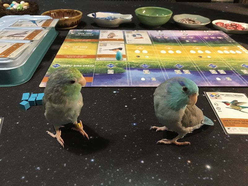 Wingspan Image Boardgamegeek Wingspan is a board game for 1 to 5 players designed by elizabeth hargrave and published by stonemaier games in 2019. wingspan image boardgamegeek