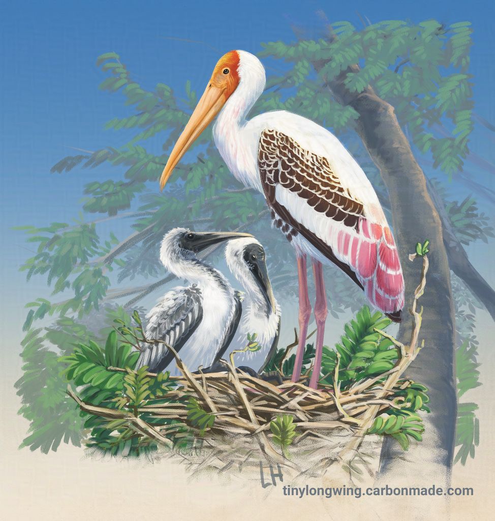 Nature: Flight - Painted Stork
