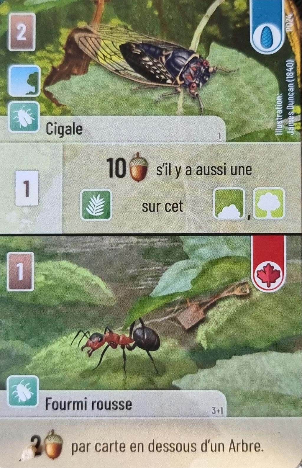 Forêt Mixte: Cigale / Fourmi Rousse Promo Card