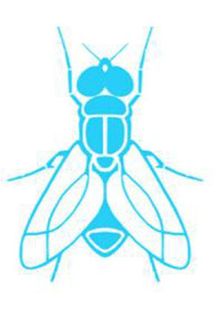 Fly (fan expansion for Hive)