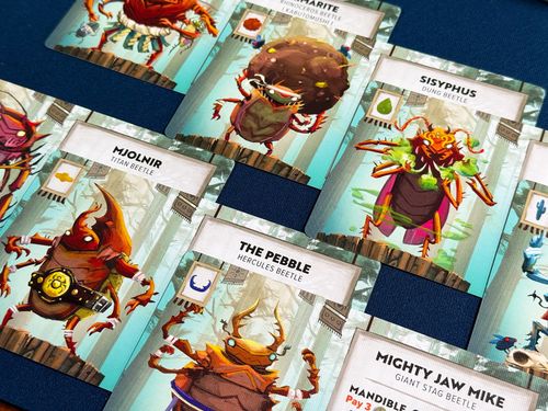 Kabuto Sumo: From a Solo Variant to a Surprise Fly Visitor