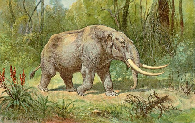 Extinct elephant-like mammal of the genus Mammut that flourished