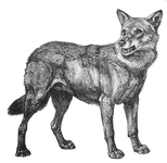 Character: Wolf / Coyote / Jackal (Generic)