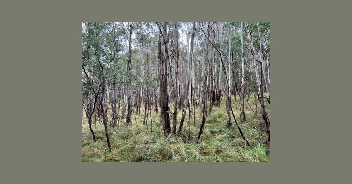 Prickly Games I fold... BoardGameGeek