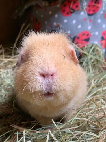 Undaunted Normandy: now with added guinea pig photos! | The Bateson's Advent  Calendar of Games 2023 | BoardGameGeek