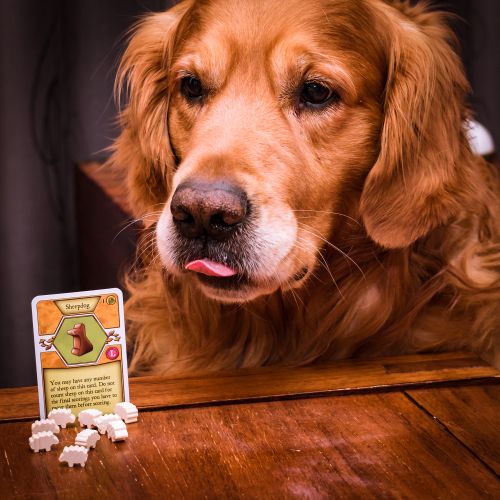 Board Game: Agricola