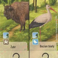 Leśne Rozdanie: Żubr / Bocian biały Promo Card