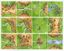 Board Game: Carcassonne: GQ Promo Tiles