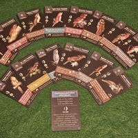 Frogmouth Fan Pack (fan expansion for Wingspan)