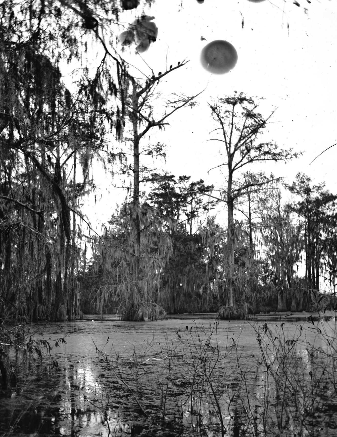 Dark Swamp box art