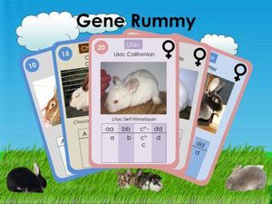 Rabbit Gene Rummy