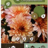 Earth: Blushing Emily Chrysanthemum Promo Card