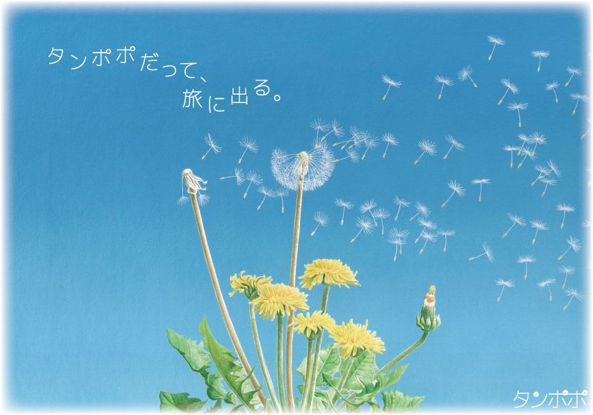 タンポポ (Dandelion)