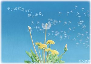 タンポポ (Dandelion)