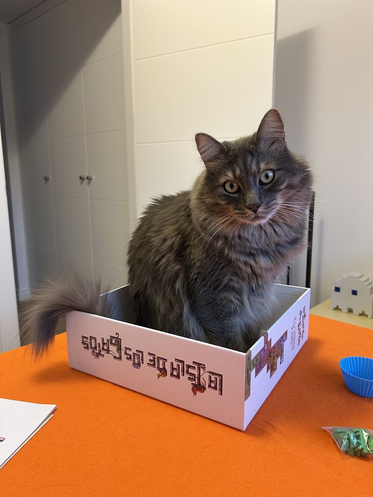 Isle of Cats photo 2