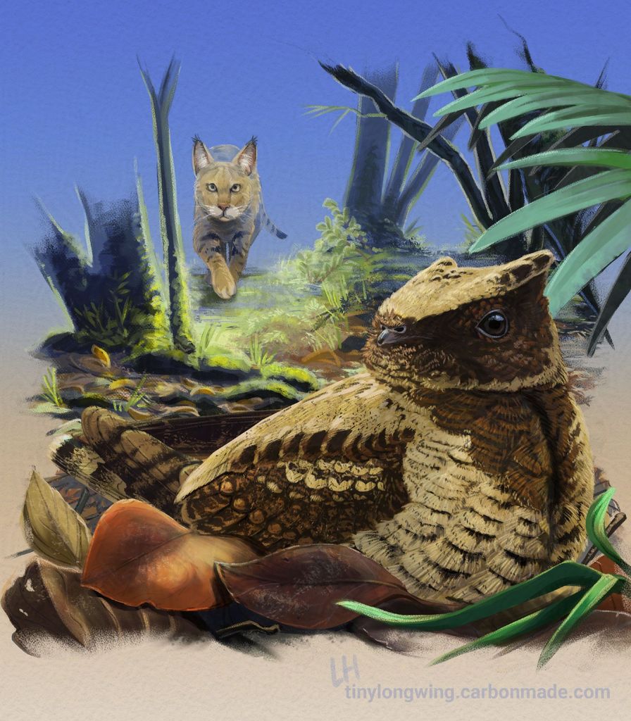 Nature: Flight - Nightjar