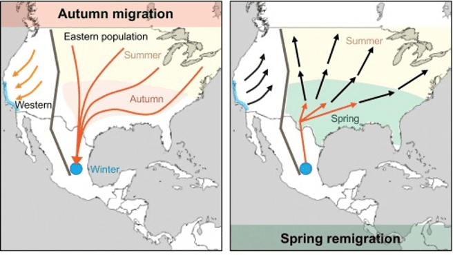 Mariposas - Following the Monarch Migration | Bits & Biology