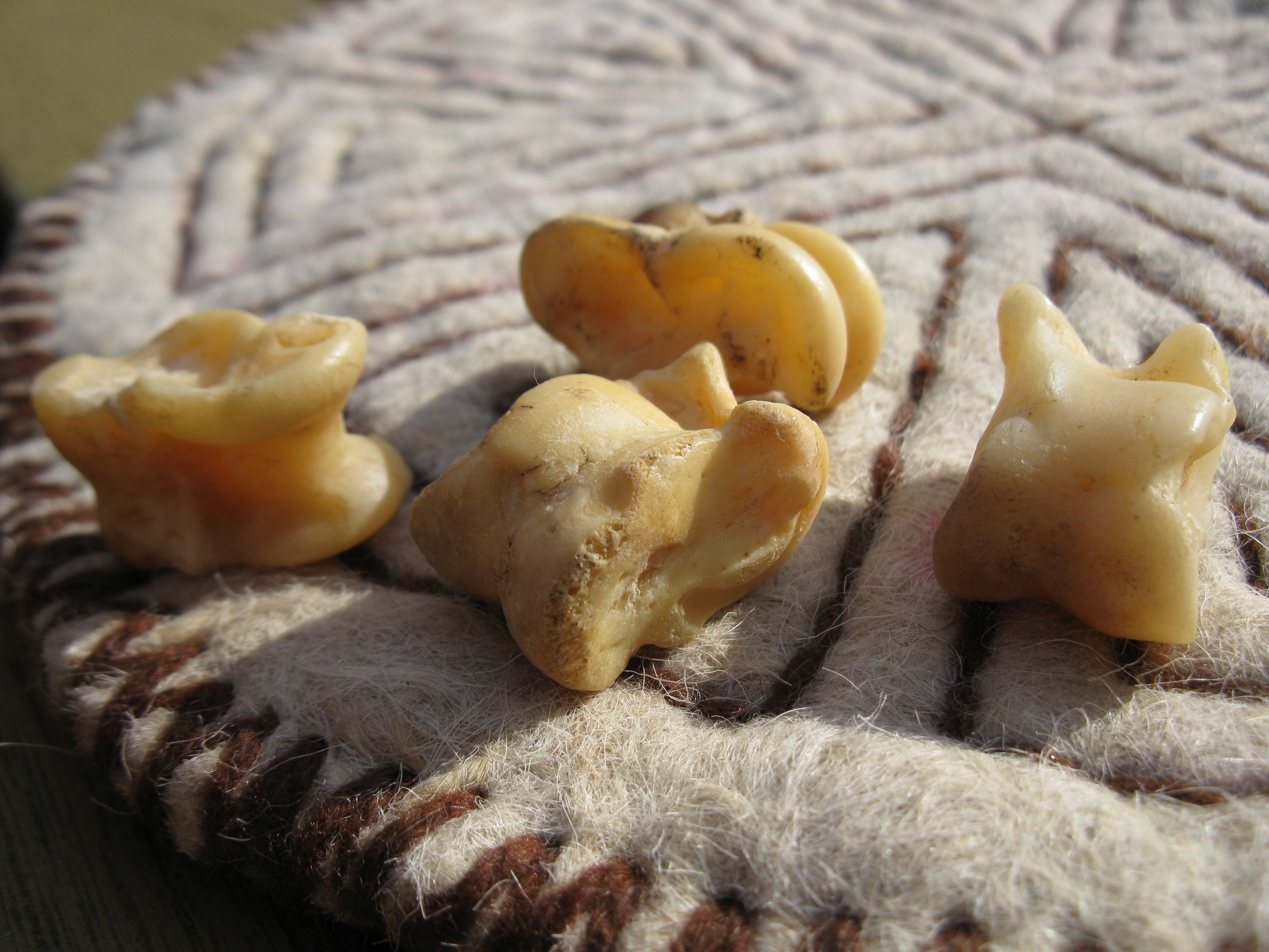Shagai Bones