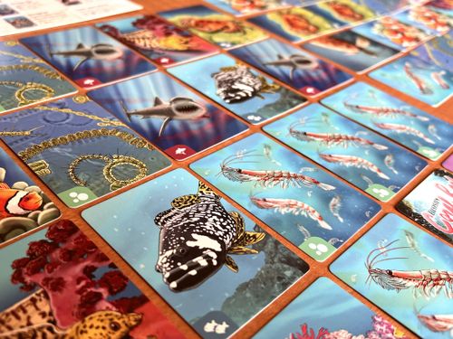 Board Game: Ecosystem: Coral Reef
