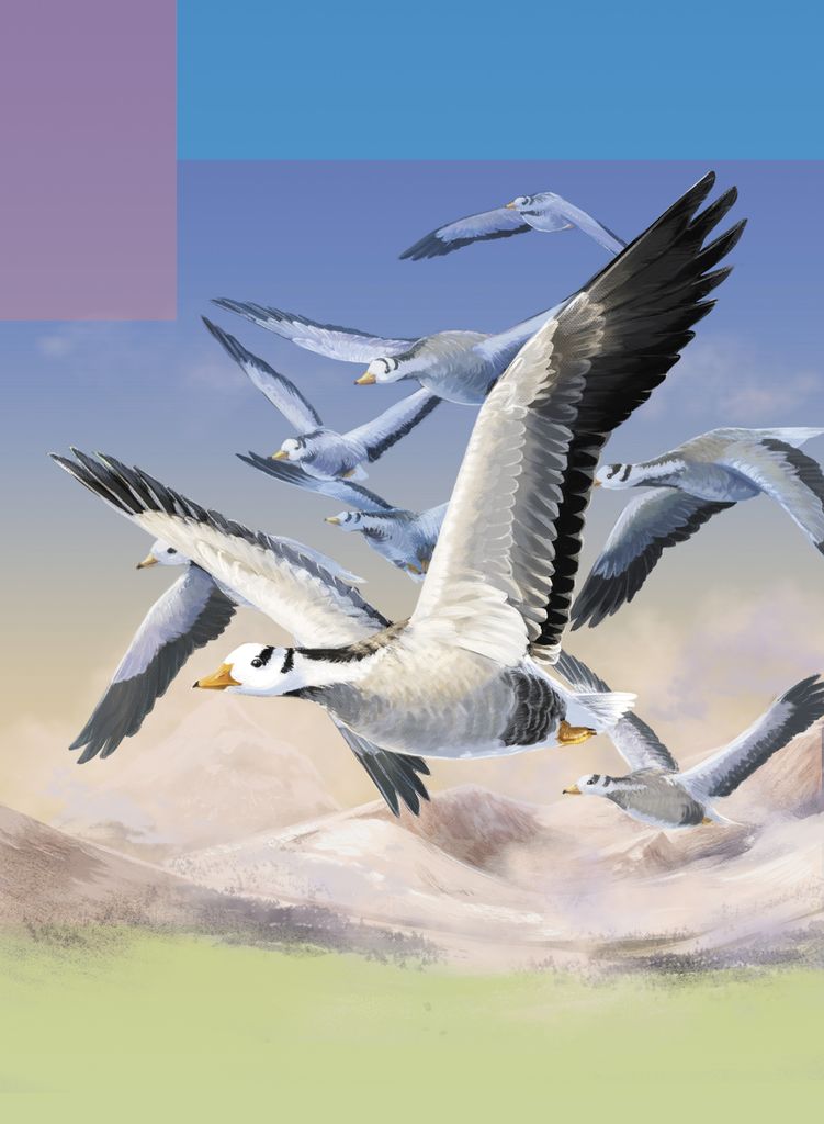 Nature - Flight Art - Flocking Trait - Bar Headed Goose - Lauren Helton