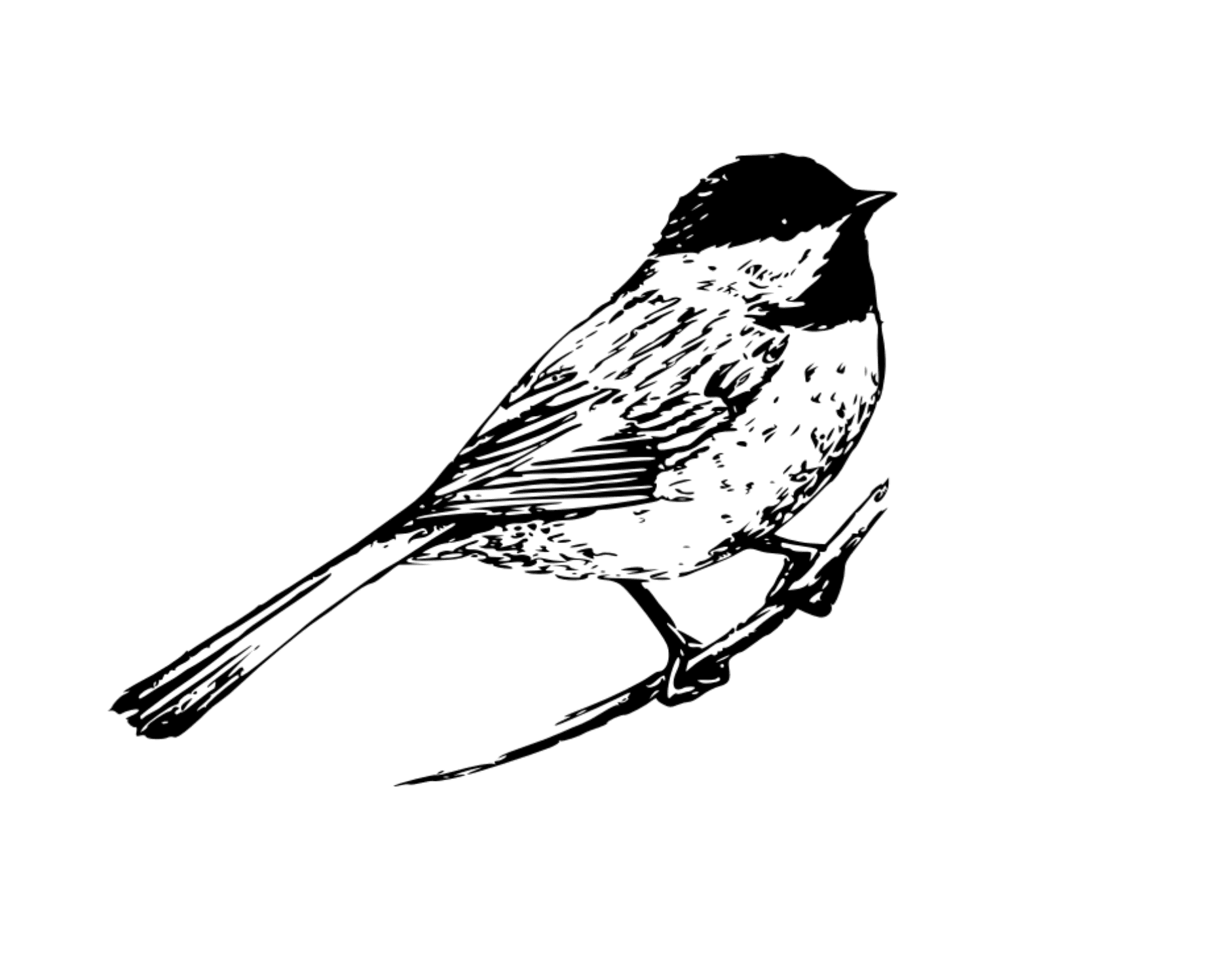 Cover art for Chickadee