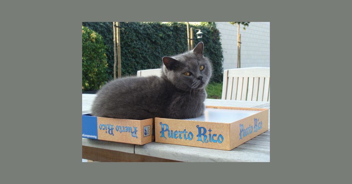 How Saving Cats and Designing Games is the same [Including mandatory