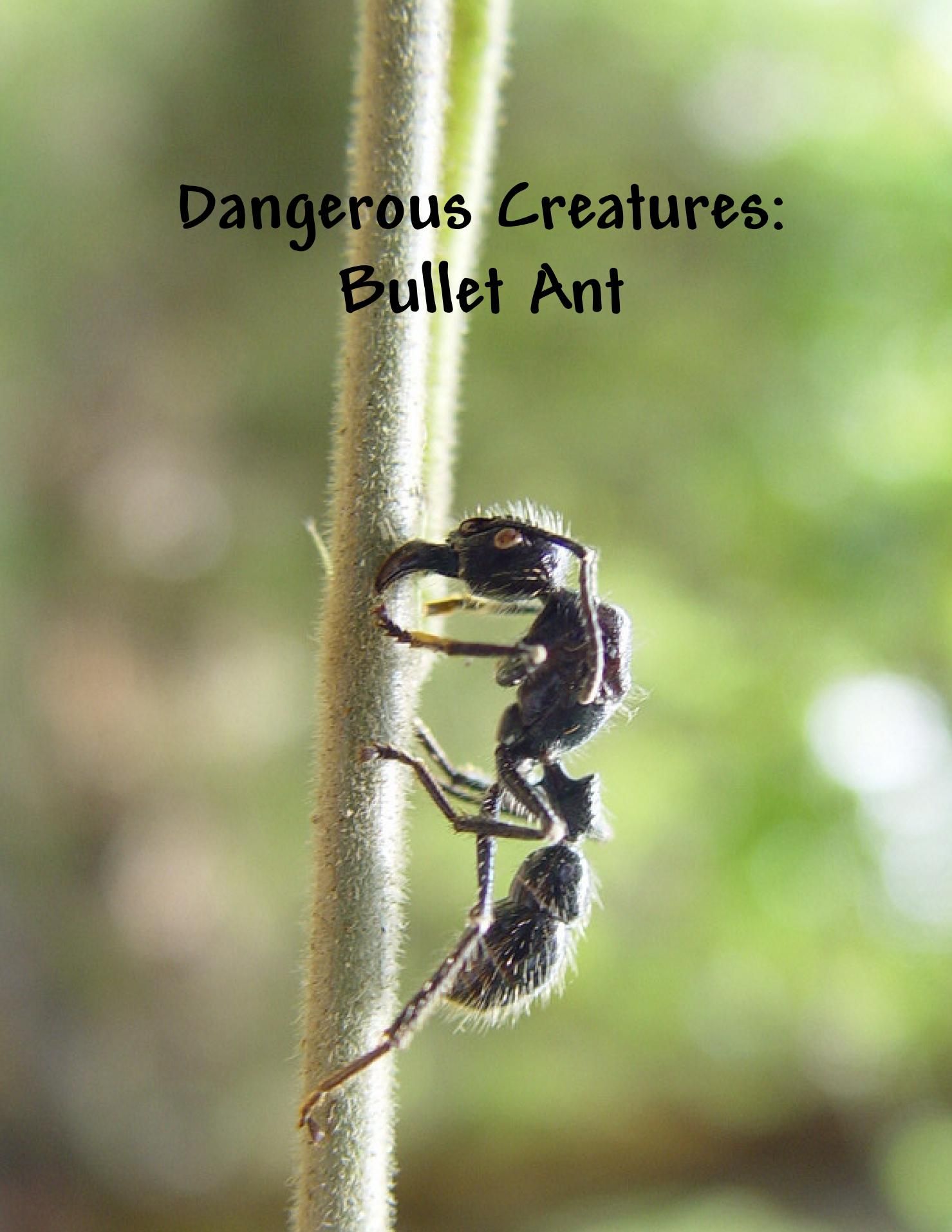 Bullet Ant box art
