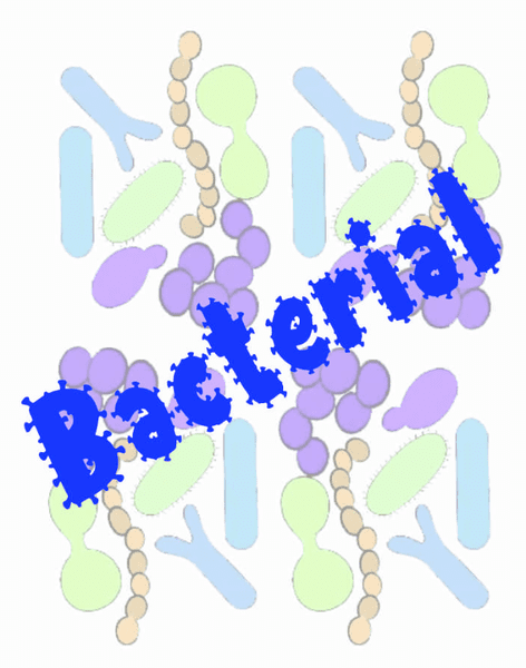 Bacterial