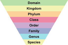 Image result for Taxonomy of electrical systems