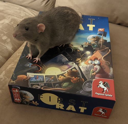 Board Game: First Rat