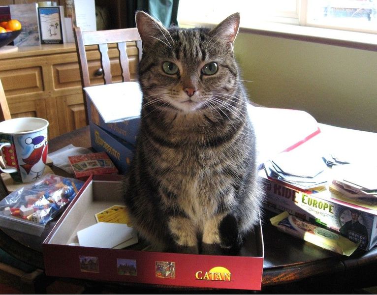 CAT-an!