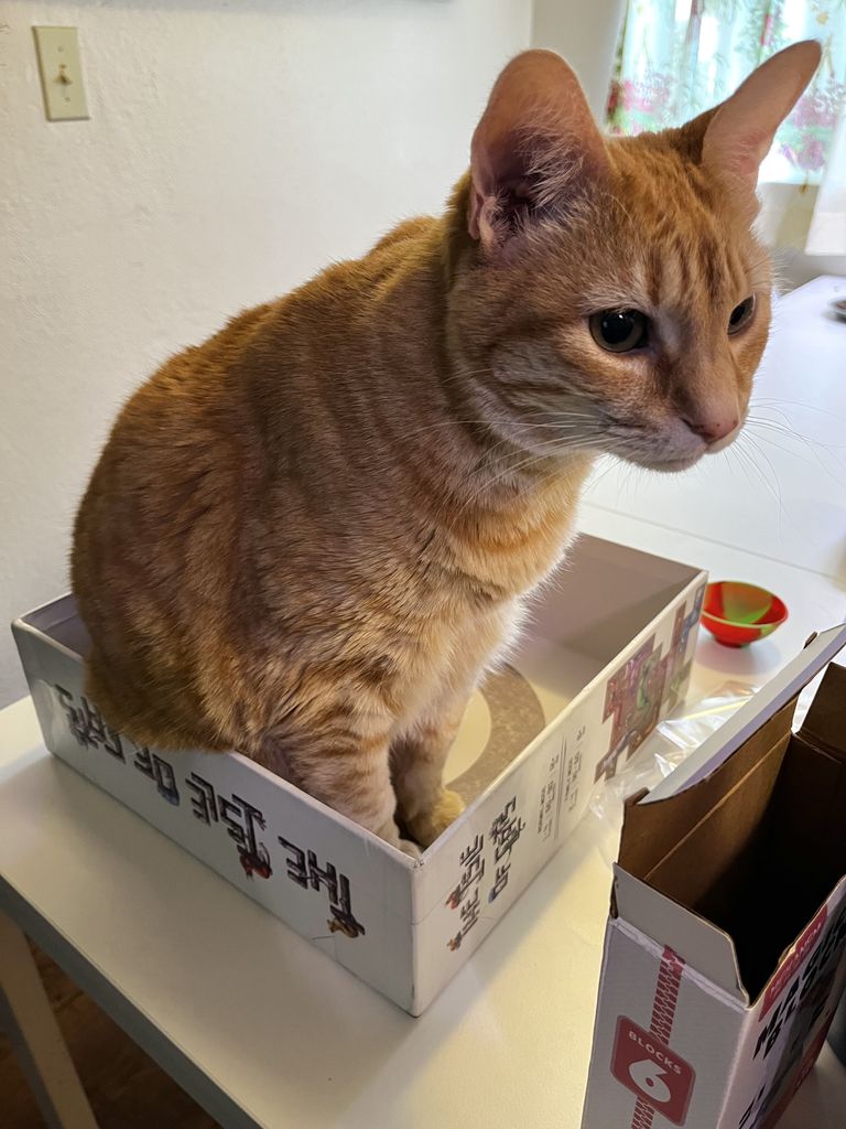 Isle of Cats photo 3