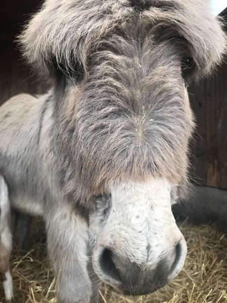 Madmihi Image Boardgamegeek In the fall as soon as the temps start to drop the donkeys start to grow a lot of extra hair for winter protection. madmihi image boardgamegeek