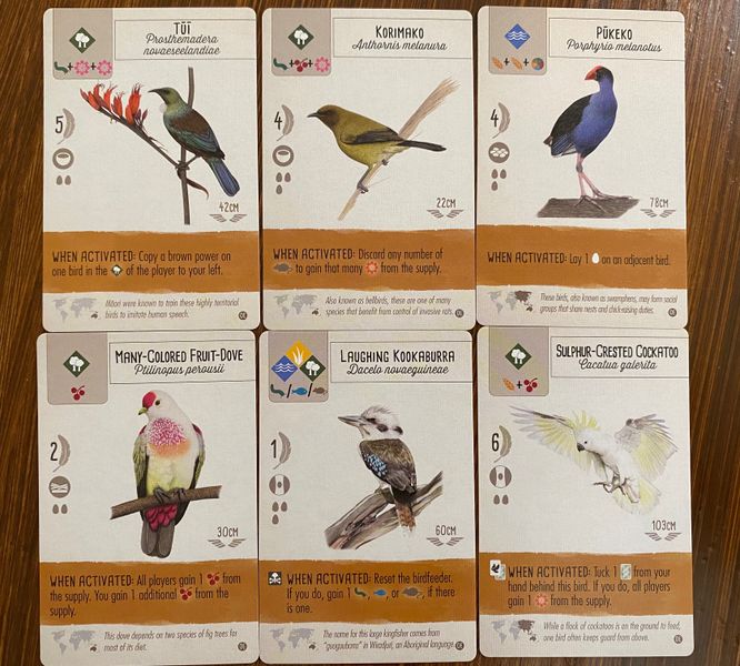 新しい鳥カードのイメージ