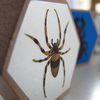 Wooden/Foil edition - Detail of Spider Piece