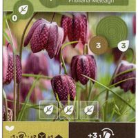 Earth: Checkered Lily Promo Card