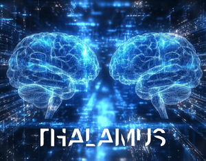 Thalamus