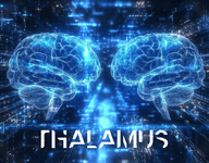 Thalamus