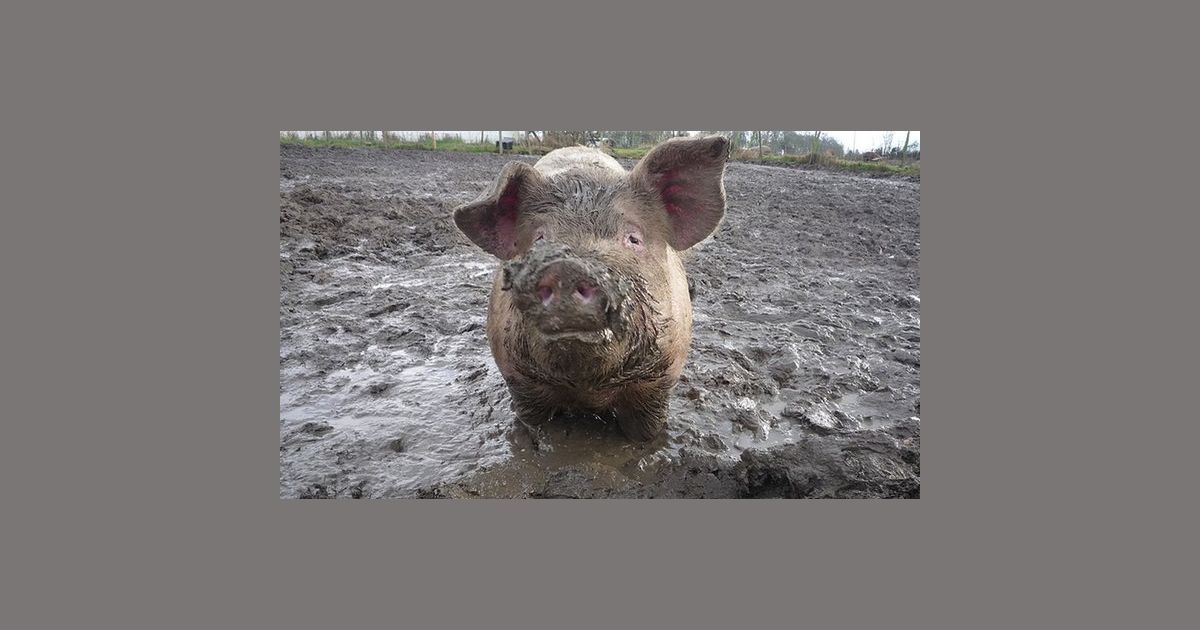 Jumping off the Wagon The Great Unplayed BoardGameGeek