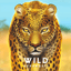 Board Game: Wild: Serengeti
