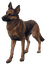 Character: Dogmeat